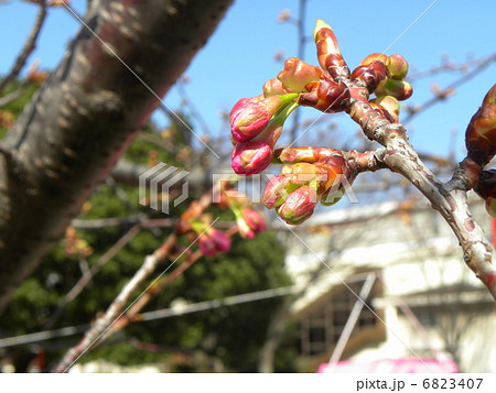 春の宝物稲毛海岸駅前のカワヅザクラの花がもう直ぐ咲きそうです 6823407