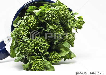 菜の花 菜の花 6823478