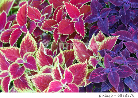 flower landscaping 6823576