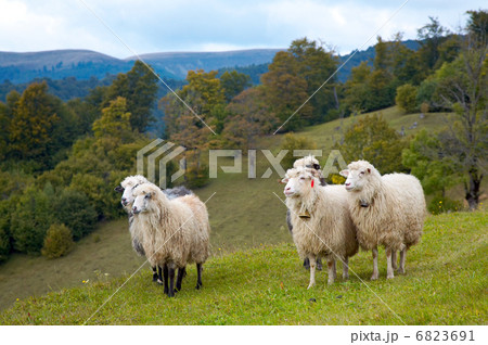 Sheep in mountain 6823691