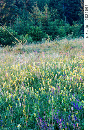 summer sunset wildflowers 6823692