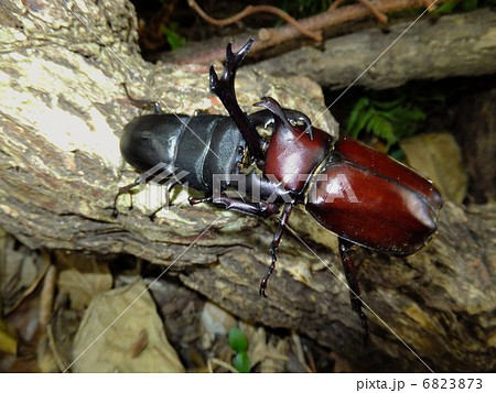 ヒラタクワガタ Vs 国産カブトムシの森での決闘の写真素材