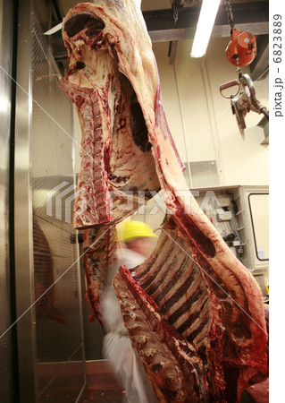 Cattle carcass in an abattoir Cattle carcass in an abattoir 6823889