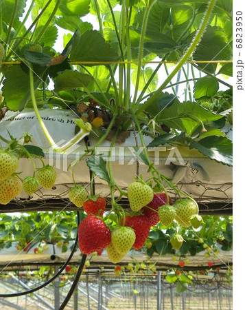 いちご摘み いちご摘み 6823950