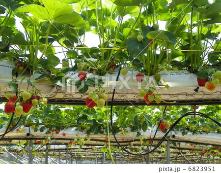 いちご摘み 6823951