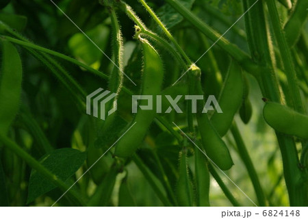 枝豆 6824148