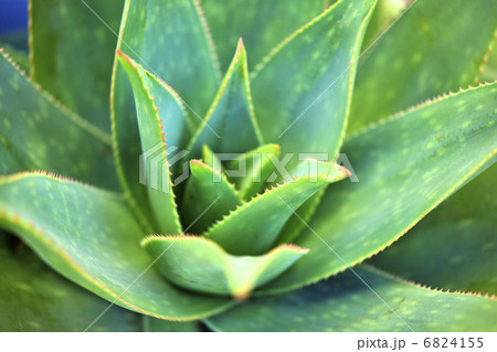 多肉植物 6824155