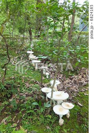 シロタマゴテングタケの写真素材