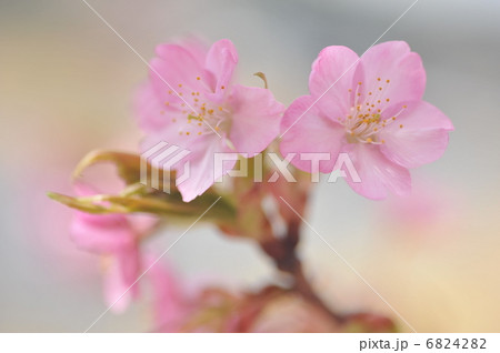 河津桜 6824282