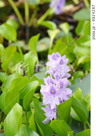 ホテイアオイの花 6824287