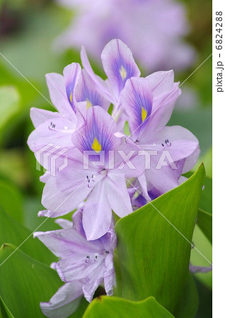 ホテイアオイの花 6824288