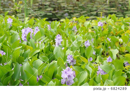 ホテイアオイの群生 6824289