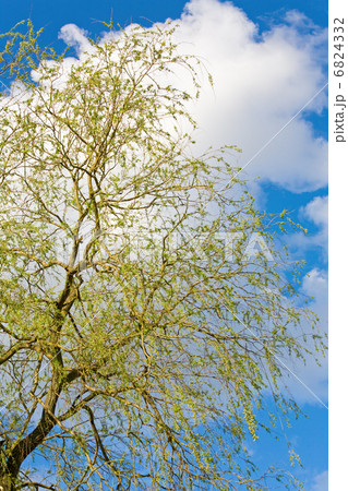 Spring willow tree on sky background 6824332