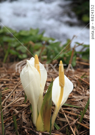 春の水辺に咲く水芭蕉 春の水辺に咲く水芭蕉 6824352