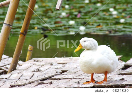 アヒル 6824380