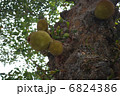 ジャックフルーツ 6824386