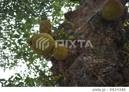 ジャックフルーツ 6824386