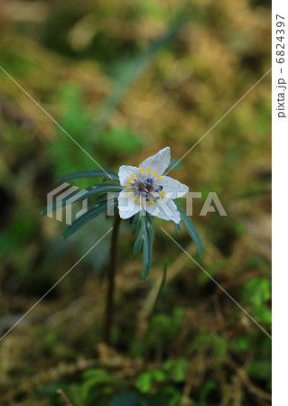 セツブンソウ 6824397