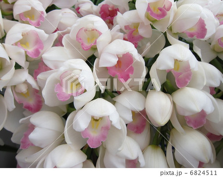 シンビ　ピンクベルベチュエル 6824511