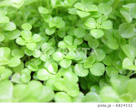 ピレア・エデン 6824532