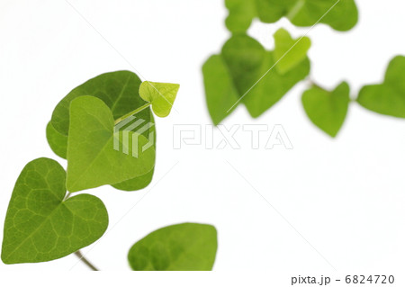 ハート型の蔓葉の背景 6824720