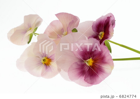 ピンクと赤紫のパンジーの写真素材