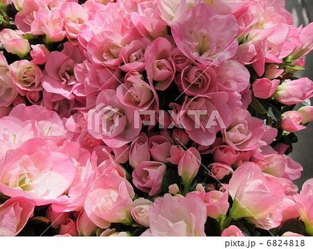 アザレア 6824818