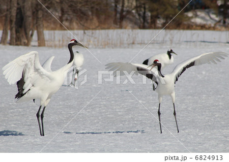 たんちょう（丹頂） 6824913