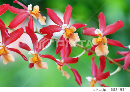 蘭の花 蘭の花 6824934