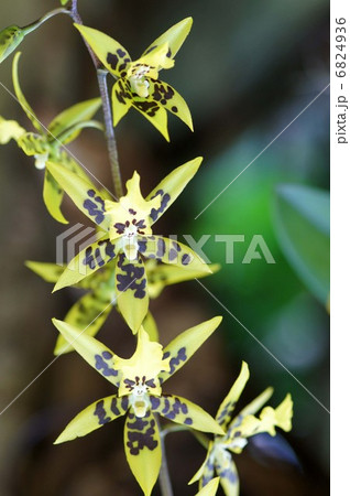 蘭の花 蘭の花 6824936