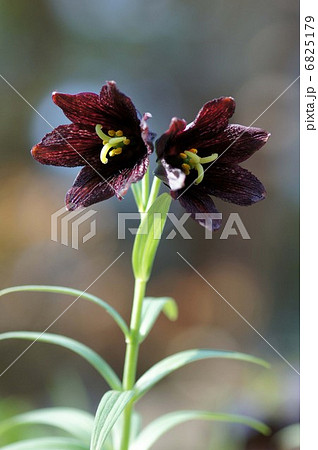 クロユリ 6825179