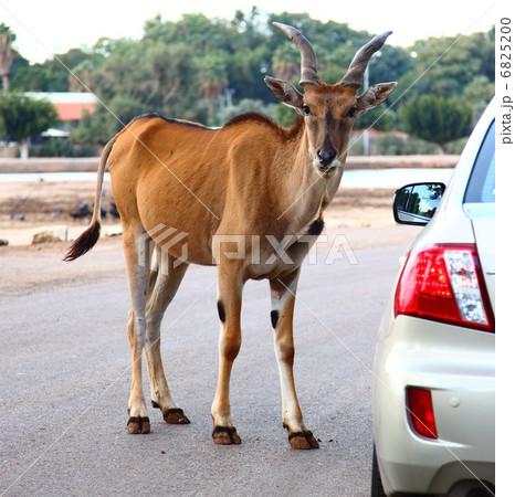 Deer in the Road 6825200