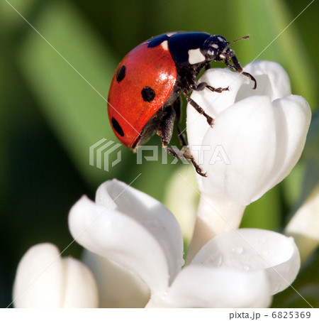 The beautiful ladybug creeps on flowers 6825369
