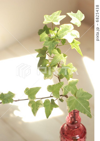 グリーン グリーン 6825438