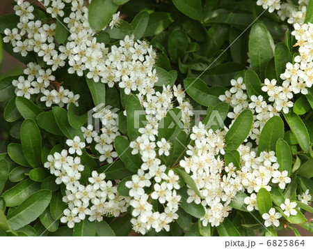 ピラカンサ 6825864