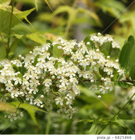 ピラカンサ 6825866