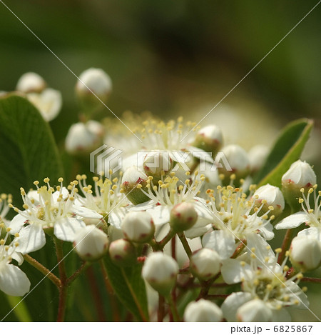 ピラカンサ 6825867