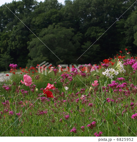 ヒナゲシとムシトリナデシコ 6825952
