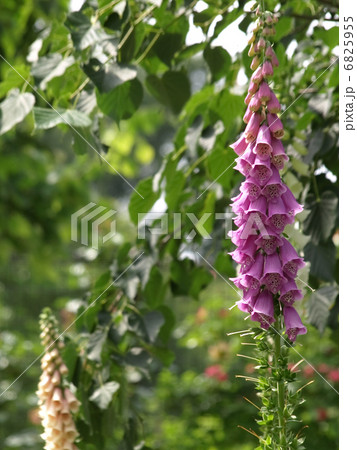 ジキタリス 6825955