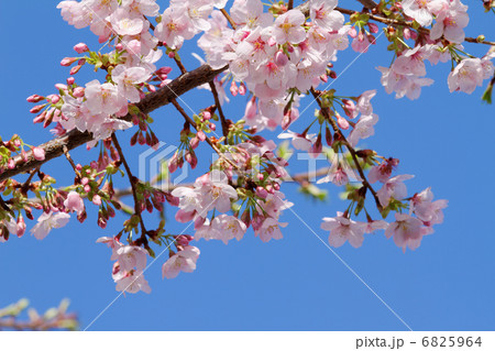 都電沿線の咲き始めのピンク色の桜の花と蕾 6825964