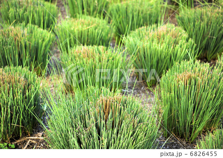 カットされたスティパのあるユニークなドライガーデン カットされたスティパのあるユニークなドライガーデン 6826455