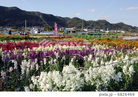 千倉の花畑 6826469