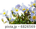 ヒナソウの花 6826569