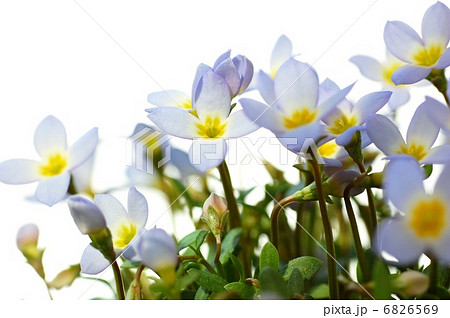 ヒナソウの花 6826569