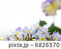 ヒナソウの花、バックにパンジー 6826570