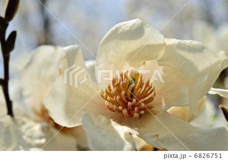 樹木・コブシ モクレン科 樹木・コブシ モクレン科 6826751