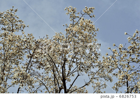 樹木・コブシ　モクレン科 6826753