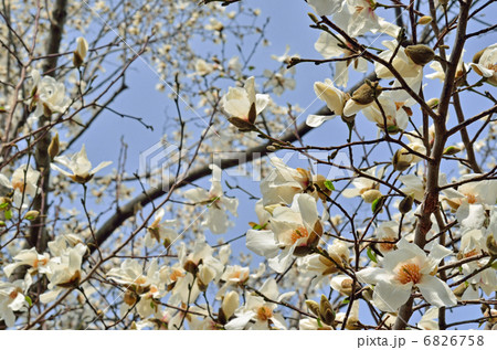 樹木・コブシ モクレン科 樹木・コブシ モクレン科 6826758