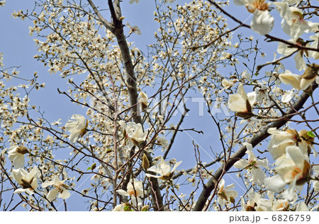 樹木・コブシ モクレン科 樹木・コブシ モクレン科 6826759