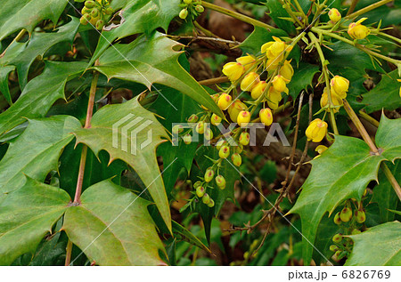 樹木・ヒイラギナンテン　メギ科 6826769